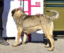 KATKA, Hund, Mischlingshund in Slowakische Republik - Bild 8