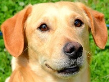 TEO, Hund, Mischlingshund in Slowakische Republik - Bild 1
