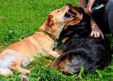 TEO, Hund, Mischlingshund in Slowakische Republik - Bild 10