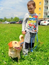 TEO, Hund, Mischlingshund in Slowakische Republik - Bild 11
