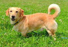 TEO, Hund, Mischlingshund in Slowakische Republik - Bild 12