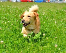 TEO, Hund, Mischlingshund in Slowakische Republik - Bild 2