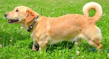 TEO, Hund, Mischlingshund in Slowakische Republik - Bild 3