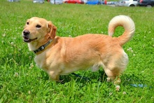 TEO, Hund, Mischlingshund in Slowakische Republik - Bild 4