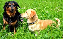 TEO, Hund, Mischlingshund in Slowakische Republik - Bild 5