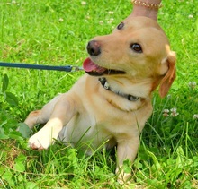 TEO, Hund, Mischlingshund in Slowakische Republik - Bild 6