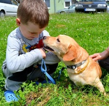 TEO, Hund, Mischlingshund in Slowakische Republik - Bild 7