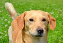 TEO, Hund, Mischlingshund in Slowakische Republik - Bild 8
