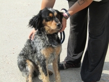 JIM, Hund, Mischlingshund in Ungarn - Bild 2