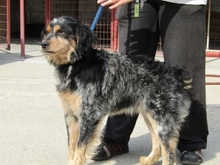 JIM, Hund, Mischlingshund in Ungarn - Bild 4