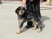 JIM, Hund, Mischlingshund in Ungarn - Bild 5