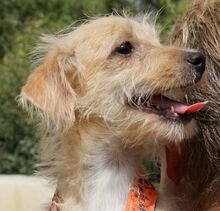 VICKY, Hund, Pudel-Terrier-Mix in Zypern - Bild 10