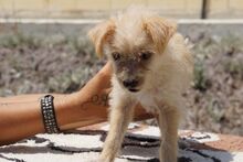 VICKY, Hund, Pudel-Terrier-Mix in Zypern - Bild 3