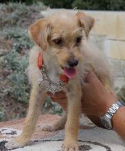 VICKY, Hund, Pudel-Terrier-Mix in Zypern - Bild 6
