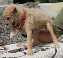 VICKY, Hund, Pudel-Terrier-Mix in Zypern - Bild 7