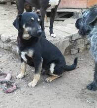 TAPSI, Hund, Mischlingshund in Ungarn - Bild 4