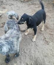 TAPSI, Hund, Mischlingshund in Ungarn - Bild 5