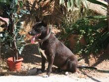 TONI, Hund, Kelpie-Mix in Spanien - Bild 10