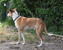BOBY, Hund, Podenco in Bad Krozingen - Bild 24