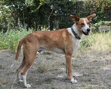 BOBY, Hund, Podenco in Bad Krozingen - Bild 27