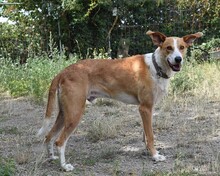 BOBY, Hund, Podenco in Bad Krozingen - Bild 28
