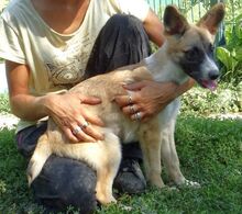 MADY, Hund, Mischlingshund in Rumänien - Bild 1