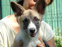 MADY, Hund, Mischlingshund in Rumänien - Bild 10