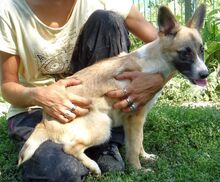 MADY, Hund, Mischlingshund in Rumänien - Bild 11
