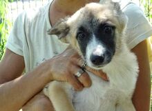 MADY, Hund, Mischlingshund in Rumänien - Bild 2