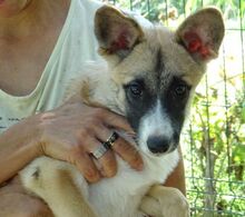 MADY, Hund, Mischlingshund in Rumänien - Bild 3