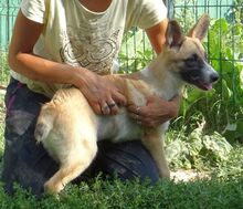 MADY, Hund, Mischlingshund in Rumänien - Bild 5