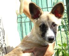 MADY, Hund, Mischlingshund in Rumänien - Bild 6