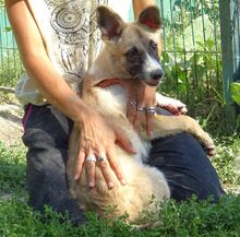 MADY, Hund, Mischlingshund in Rumänien - Bild 7