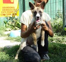 MADY, Hund, Mischlingshund in Rumänien - Bild 9