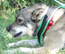 ROMA, Hund, Mischlingshund in Ilshofen - Bild 5