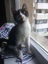 FINCHEN, Katze, Hauskatze in Rumänien - Bild 3