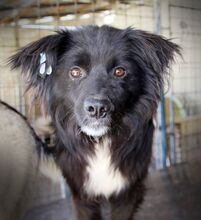 BARNY, Hund, Mischlingshund in Rumänien - Bild 1
