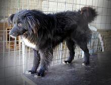 BARNY, Hund, Mischlingshund in Rumänien - Bild 2