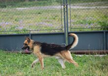RAMSES, Hund, Deutscher Schäferhund in Slowakische Republik - Bild 3