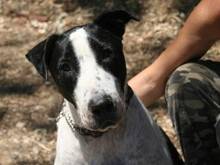 APACHE, Hund, Mischlingshund in Spanien - Bild 2