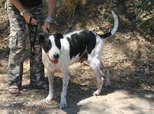 APACHE, Hund, Mischlingshund in Spanien - Bild 3