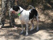 APACHE, Hund, Mischlingshund in Spanien - Bild 5