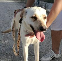 REISA, Hund, Mischlingshund in Spanien - Bild 2
