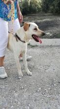 REISA, Hund, Mischlingshund in Spanien - Bild 3