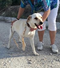 REISA, Hund, Mischlingshund in Spanien - Bild 5