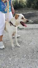 REISA, Hund, Mischlingshund in Spanien - Bild 6