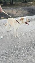 REISA, Hund, Mischlingshund in Spanien - Bild 7