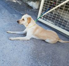 REISA, Hund, Mischlingshund in Spanien - Bild 8
