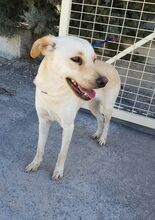 REISA, Hund, Mischlingshund in Spanien - Bild 9