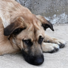 DUREX, Hund, Mischlingshund in Spanien - Bild 1